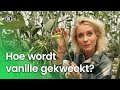 Hoe wordt vanille gekweekt? | Doen Ze Dat Zo?