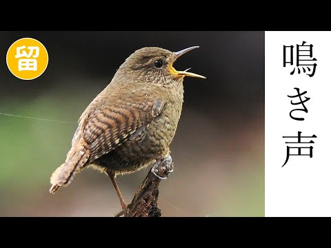 IUCN分類における絶滅の危険性を示す図。