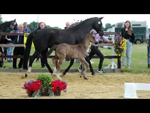 35. Hengst, geb. 11.05.2022 – V: Fürst Belissaro M: Con Amore – Wenzel I