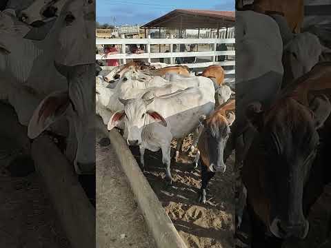 GADO CHEGANDO NA FEIRA DE RIBEIRA DO POMBAL BA #pecuarista #roça #fazenda