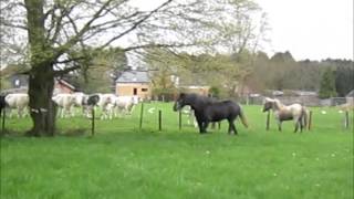 27 avril, petit rodéo en prairie