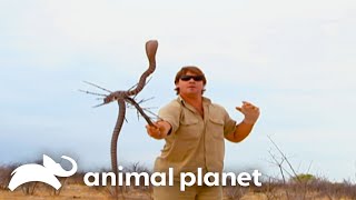 Steve Irwin Becomes Target for Predators in Africa | Crocodile Hunter | Animal Planet by Animal Planet