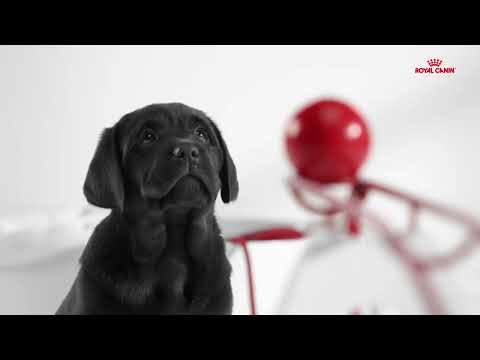 Royal Canin Puppy Food Video Thumbnail