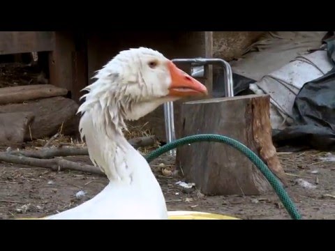 ERF81 the City Farm, Cape Town, South Africa