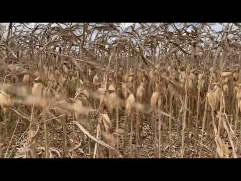 ESTAMOS NO TEMPO da colheita do MILHO em Adustina, Sertão baiano!