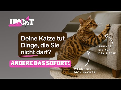Katze kratzt an Couch & Möbeln! Was tun? Katzen erziehen – Katzenverhaltens-Anleitung | Folge 6