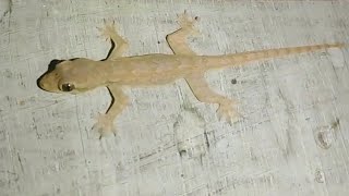 Download lagu Cicak dirumah tua | SUARA CICAK mp3 Download lagu Cicak dirumah tua | SUARA CICAK mp3