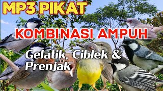 Download lagu Mp3 Suara Pikat Gelatik Batu Kombinasi Ciblek & Prenjak Paling Ampuh ❗ mp3