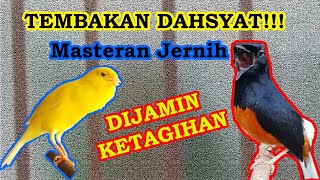 Download lagu MURAI BATU TEMBAKAN KENARI NGERI NGERI SEDAP BAGUS UNTUK MASTERAN KUALITAS JERNIH!!! mp3