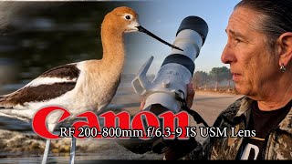 American Avocets and other stilts at the Los Angeles River
