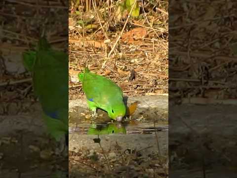 #Tuim #papacu no #bebedouro  #natureza #shorts