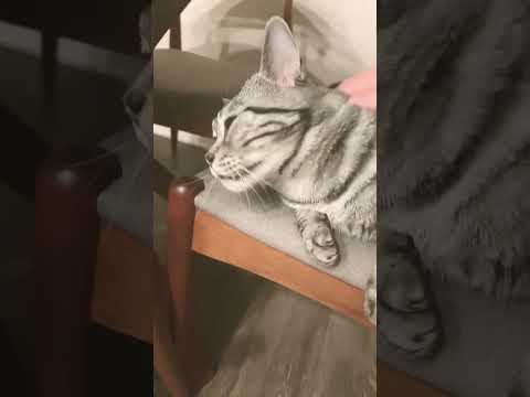 Heavy pets 😸 #funny #cat #trending #explore #tiktok