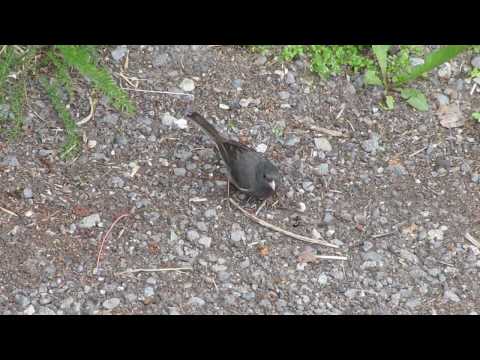 The Way of Nature - Bird vs Ants