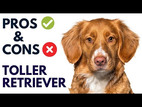 Nova Scotia Duck Tolling Retriever Dog Pros and Cons | Toller Retriever Advantages and Disadvantages