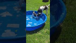 Video preview image #1 Shih Tzu-Unknown Mix Puppy For Sale in Minneapolis, MN, USA