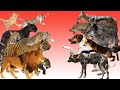 Felidae Vs Canidae Mari Kita Bandingkan