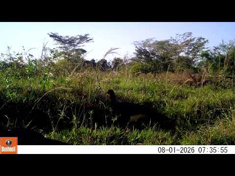 Mutum-de-penacho (Crax fasciolata) - monitoramento de fauna no Cerrado de Bataguassu, MS