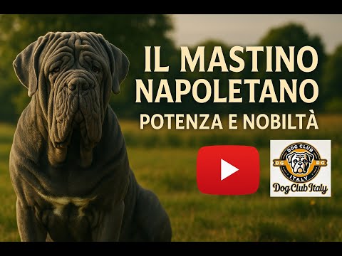 Il Mastino Napoletano: Forza, Storia e Cuore Antico #mastinonapoletano  #canidaguardia #cani