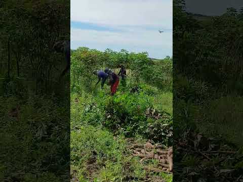 só mostrando um pouco do meu dia dia  no sítio cajueiro Lagoa salgada RN