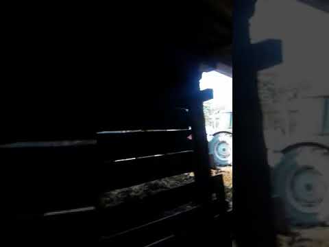 Takeuichi tb215 ve Kobelco sk 17  koyun damı temizliği