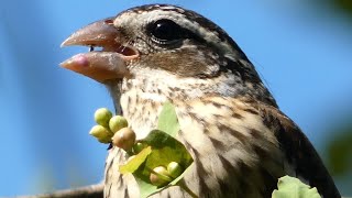 Download lagu Female rose breasted grosbeak call, eating berries / seeds | Bird mp3 Download lagu Female rose breasted grosbeak call, eating berries / seeds | Bird mp3