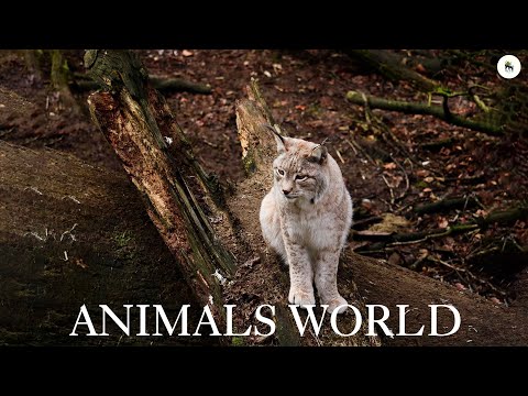 Animals of South America 4K - Scenic Wildlife Film With Calming Music