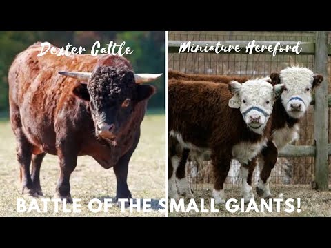 Dexter vs Miniature Hereford Cattle: Which Small Breed Delivers Better Returns?