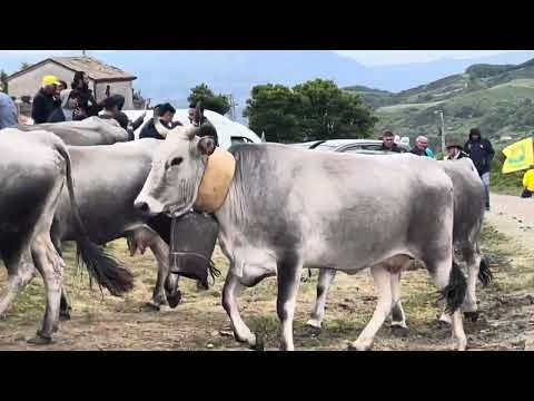 Transumanza Picerno 24 maggio 2025