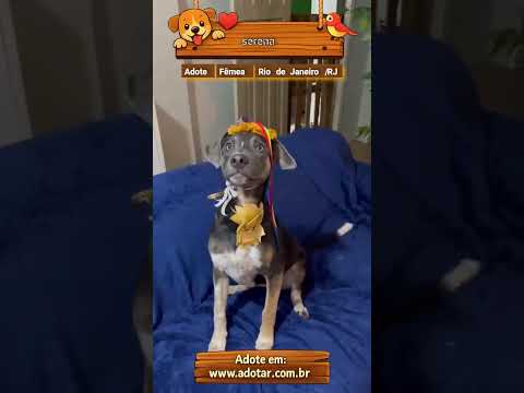 Vídeo de serena