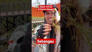 Download lagu Strike Toman at Bangah Resort #shorts mp3 Download lagu Strike Toman at Bangah Resort #shorts mp3