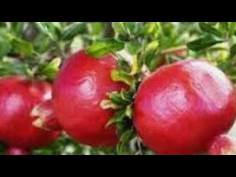 #raebform #anar #Pomegranate  Awesome Agriculture Technology: Pomegranate Cultivation - Pomegranate