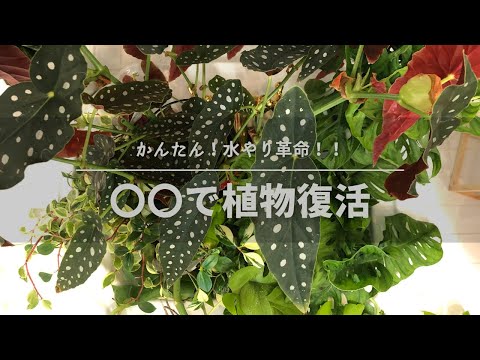 メンテナンス ベゴニア ポルカ ドット マクラタ ポットに水やり 剪定挿し木を水で