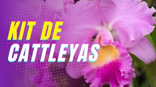 Vídeo de KIT COM 3 ORQUÍDEAS CATTLEYAS PRÉ ADULTAS CORES SORTIDAS