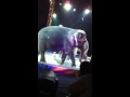 Elephants Ringling Bros Circus
