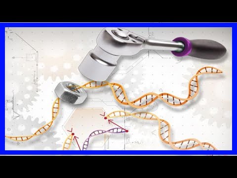 Researchers identify genetic drivers of common form of lymphoma