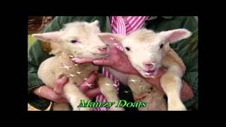 Bobby Darin..Mairzy Doats  &quot; In H.D.&quot;  (A Cover By Capt Flashback)  Pls Use Phones!