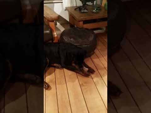 Qazan ankafaxxes(simon davy)