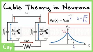 Cable Theory Model of the Neuron And Analysis Of The Space Constant Lambda