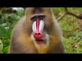 Mandrills Documentary