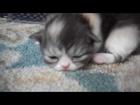 Paz4PlayCattery.com Kalisa