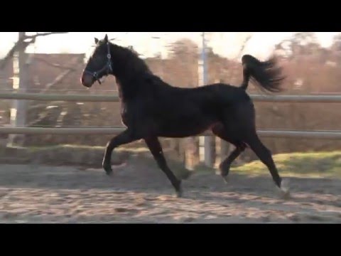 Junghengst geb. Mai 2014 v. Negro (KWPN)/ MV.Sandro Hit/ Donnerhall