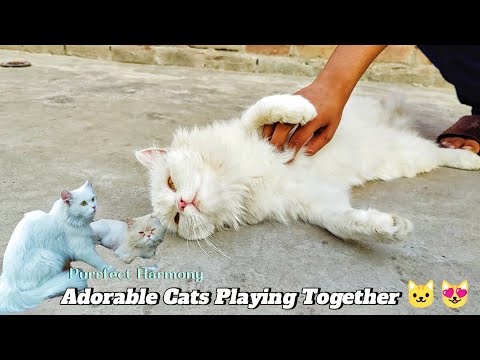Purrfect Harmony: Adorable Cats Playing Together 🐱😻 | Subhan Vlogs