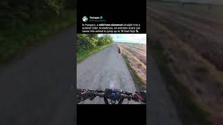 Download lagu A Hare Jumped Straight at a Scooter Rider 🐇💨 mp3