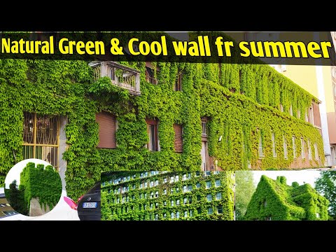 All about Boston Ivy/Grape ivy/Japanese creeper/Parthenocissus tricuspidata/Virginia ivy/Ivy variety