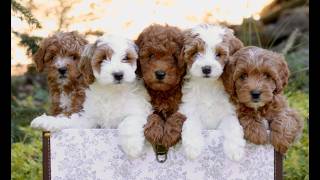 Video preview image #1 Cavapoo (Miniature) Puppy For Sale in LANCASTER, PA, USA