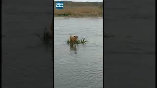 Irmağın Ortasında Mahsur Kalan Köpeğin İmdadına İtfaiye Yetişti