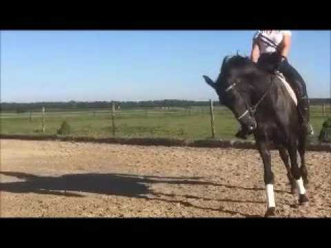 Cardento v. Painted Black