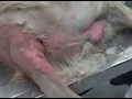 Hot Spots in dogs 