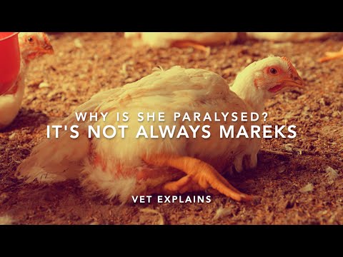 Paralysed chicken CAUSES; It's not always Mareks | Sez the Vet