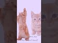 Opa Wiwiwi Meme Cat Wi Gangnamstyle Fyp